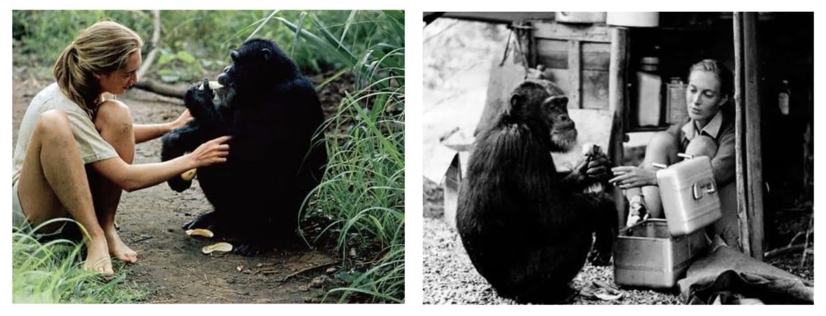 Jane Goodall e il famoso scimpanzé David Greybeard.