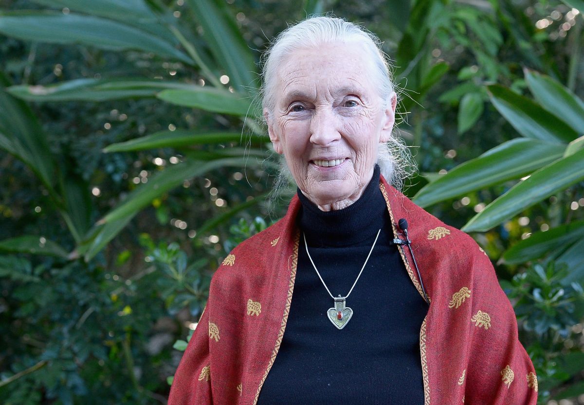 Jane Goodall posa durante un ricevimento in onore del 20º anniversario del Disney Conservation Fund, il 18 aprile 2016 a Orlando, in Florida.
