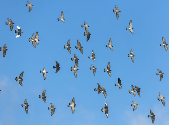 L'incredibile senso dell'orientamento dei piccioni