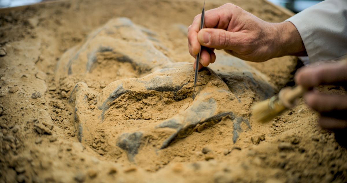 un archeologo lavora su un fossile