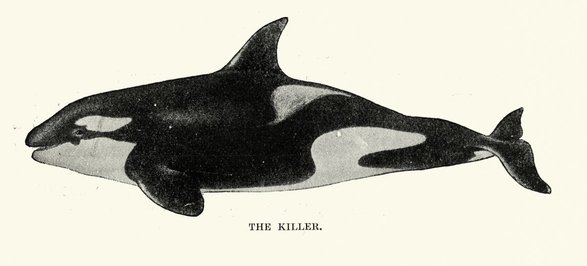llustrazione vintage del XIX secolo, anni 1870.