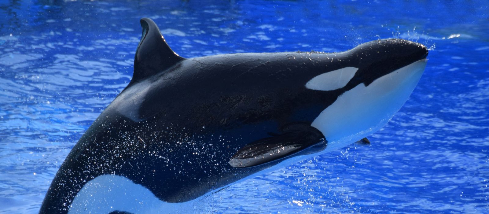 Le orche sono assassine o dolci panda del mare?