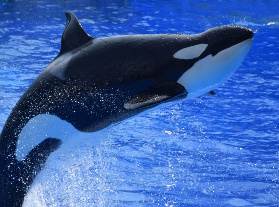 Le orche sono assassine o dolci panda del mare?