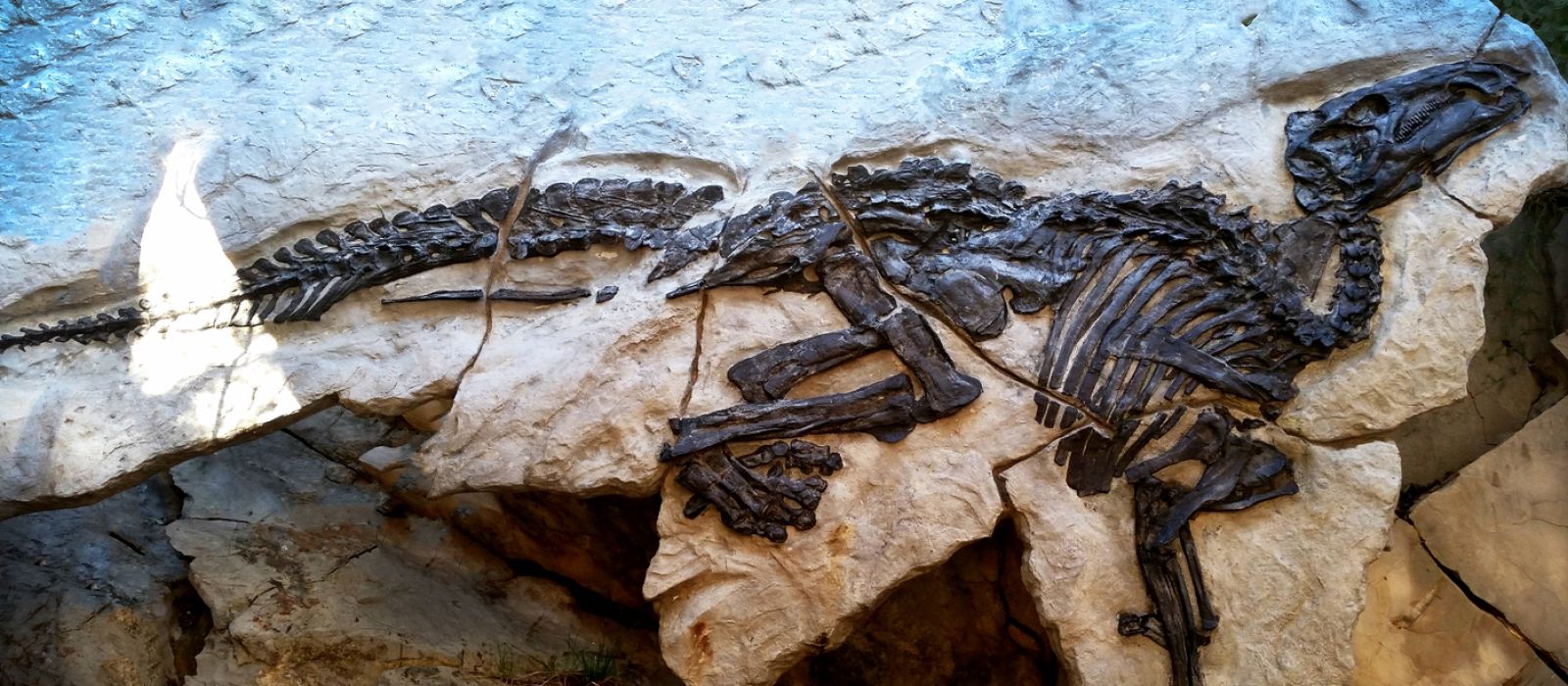 I dinosauri raccontano di noi