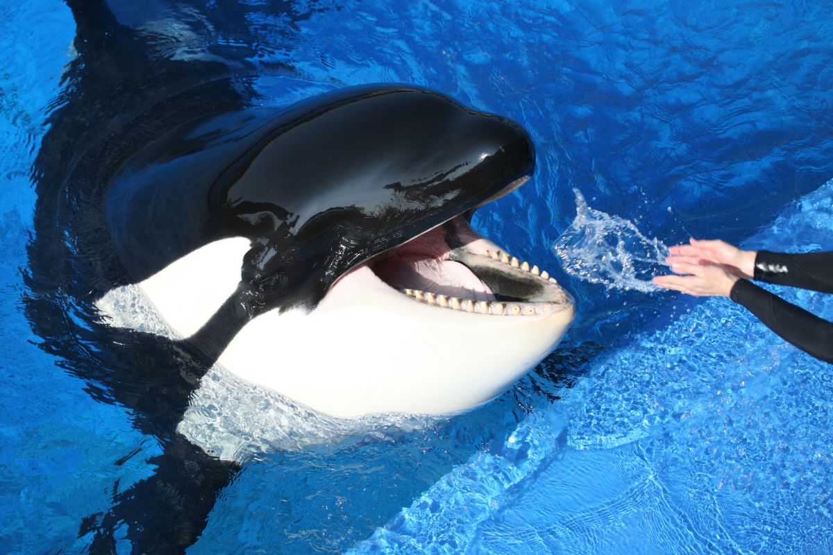 orca in vasca gioca con l'istruttrice